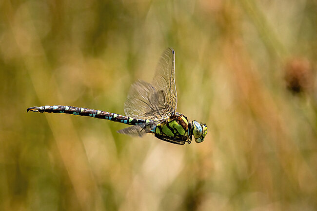 Blaugrüne Mosaikjungfer (Aeshna cyanea)