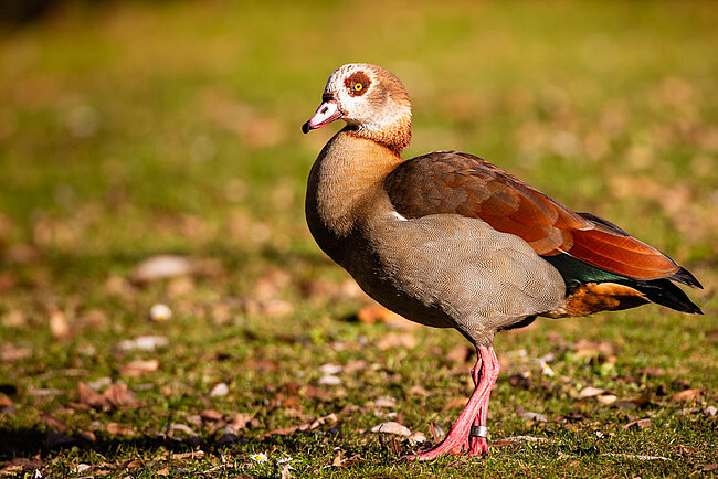 Nilgans (Alopochen aegyptiaca)