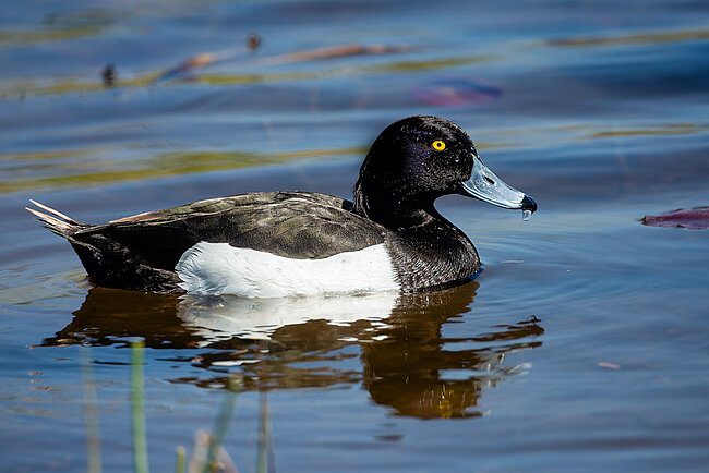Reiherente (Aythya fuligula)