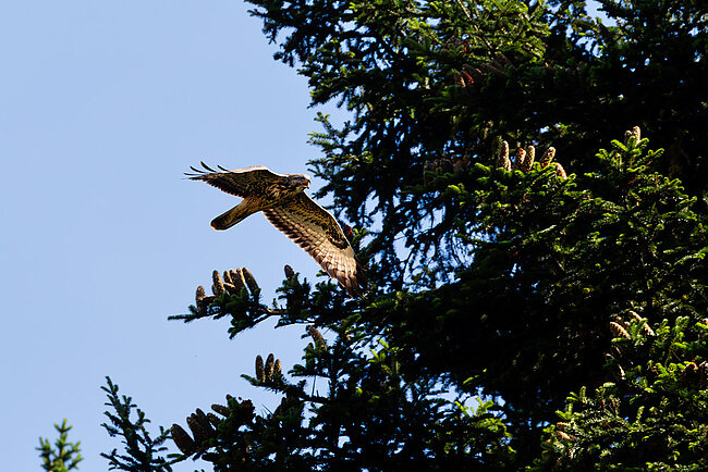 Mäusebussard (Buteo buteo)