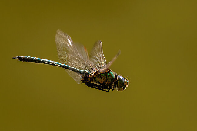 Glänzende Smaragdlibelle (Somatochlora metallica)