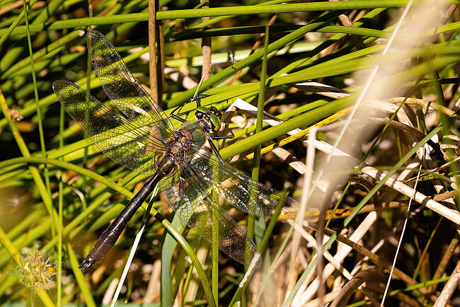 Falkenlibelle (Cordulia aenea)