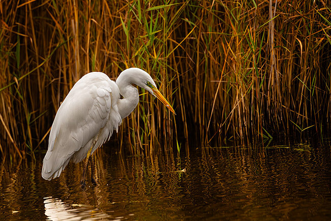Silberreiher (Ardea alba)