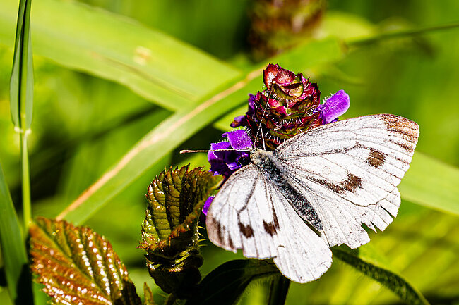 Rapsweißling (Pieris napi)
