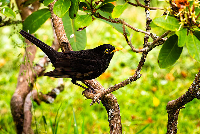 Amsel (Turdus merula)