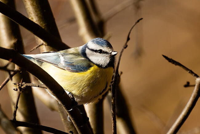 Blaumeise (Cyanistes caeruleus)