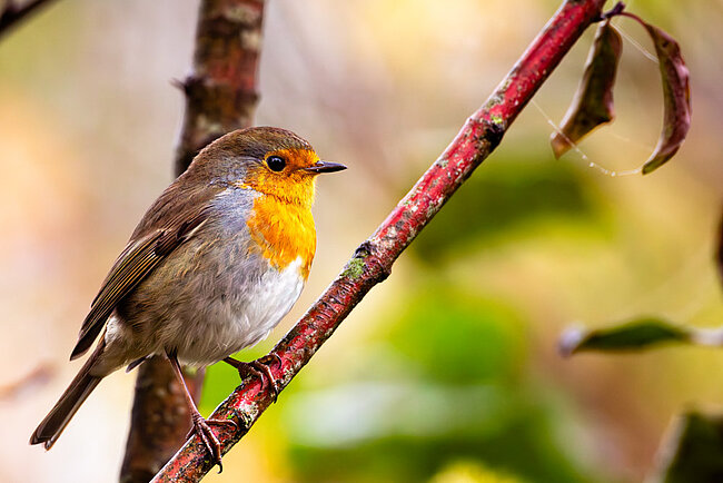 Rotkehlchen (Erithacus rubecula)