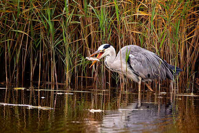 Graureiher (Ardea cinerea)