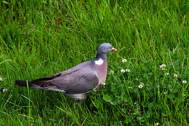Ringeltaube (Columba palumbus)