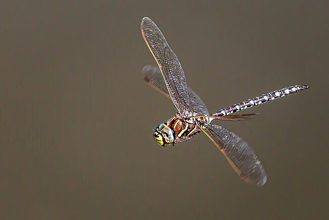 Torf-Mosaikjungfer (Aeshna juncea)