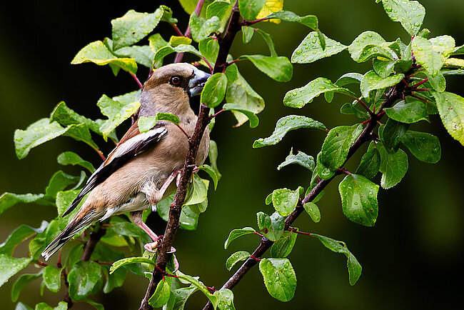 Kernbeißer (Coccothraustes coccothraustes)