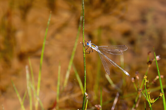 Gemeine Binsenjungfer (Lestes sponsa)