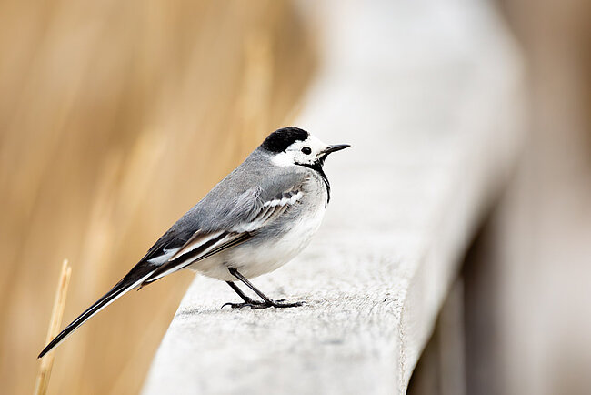 Bachstelze (Motacilla alba)
