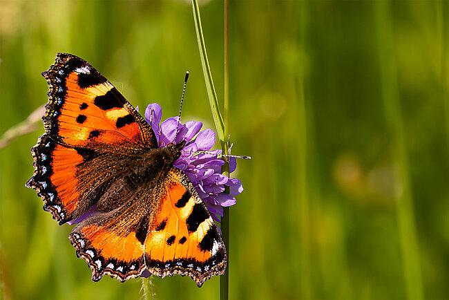 Kleine Fuchs (Aglais urticae)