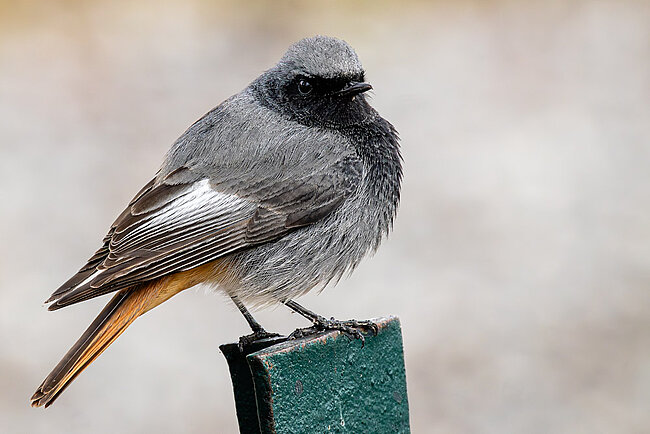 Hausrotschwanz (Phoenicurus ochruros)