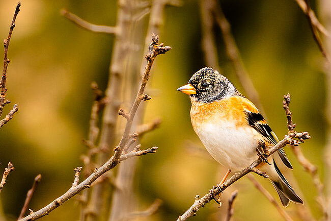 Bergfink (Fringilla montifringilla)