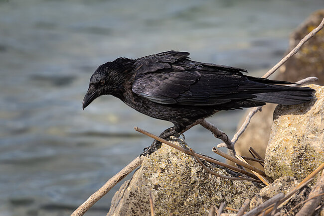 Kolkrabe (Corvus corax)