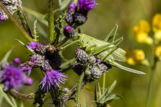 Grüne Heupferd (Tettigonia viridissima)
