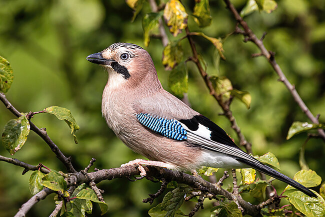 Eichelhäher (Garrulus glandarius)