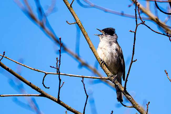 Mönchsgrasmücke (Sylvia atricapilla)