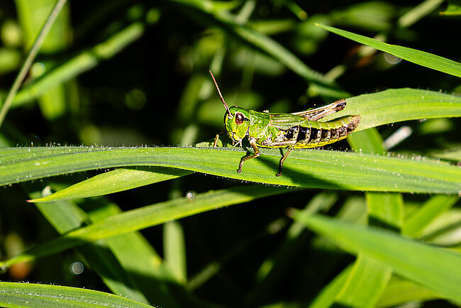 Gemeiner Grashüpfer (Pseudochorthippus parallelus) 