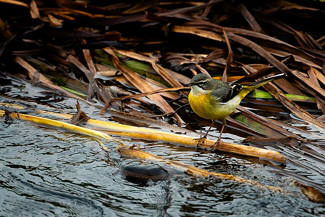 Gebirgsstelze (Motacilla cinerea)