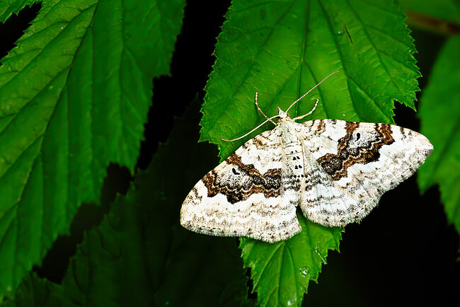 Schwarzbraunbinden-Blattspanner (Xanthorhoe montanata)