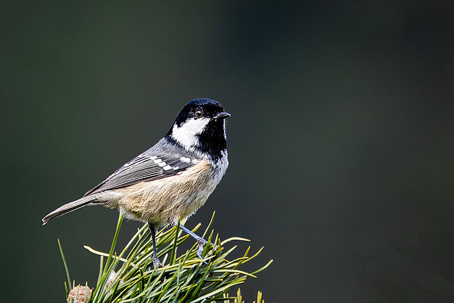 Tannenmeise (Periparus ater)