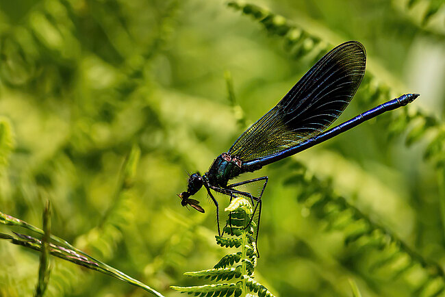 Gebänderte Prachtlibelle (Calopteryx splendens)