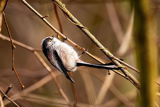 Schwanzmeise (Aegithalos caudatus)