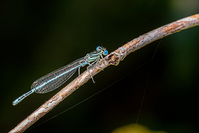 Blaue Federlibelle (Platycnemis pennipes)