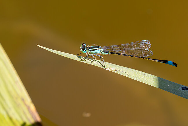 Große Pechlibelle (Ischnura elegans)