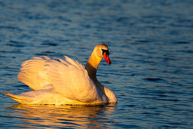 Höckerschwan (Cygnus olor)