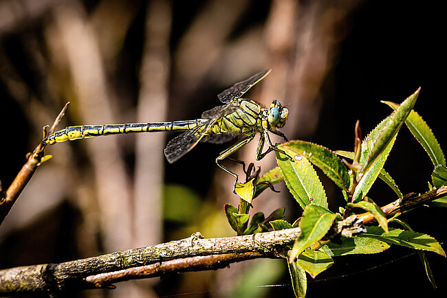 Westliche Keiljungfer (Gomphus pulchellus)