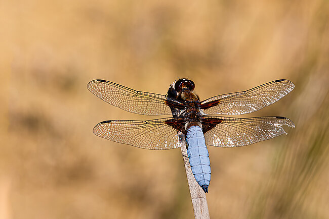 Plattbauch (Libellula depressa)