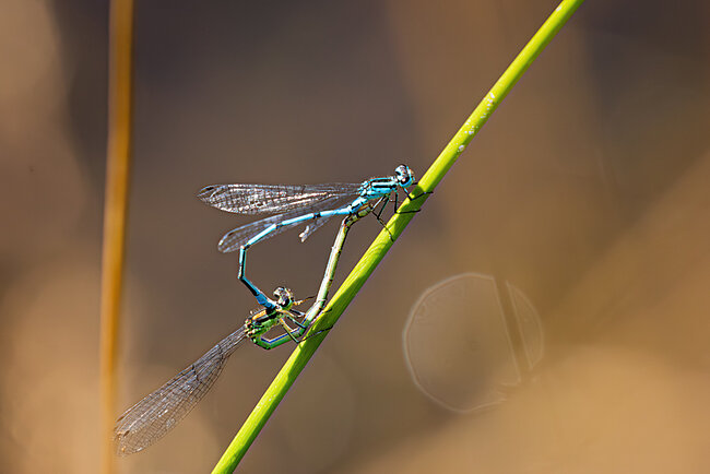 Hufeisen-Azurjungfer (Coenagrion puella)