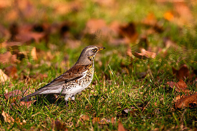 Wacholderdrossel (Turdus pilaris)