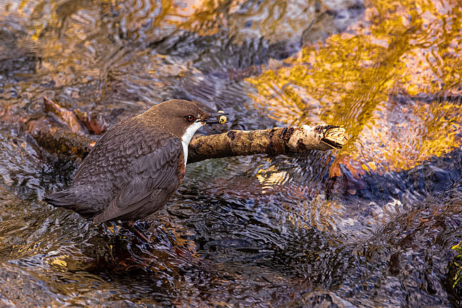 Wasseramsel (Cinclus cinclus)