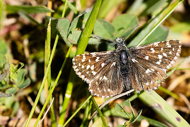 Kleiner Würfel-Dickkopffalter(Pyrgus malvae)
