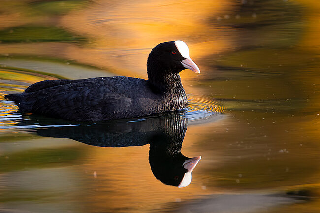 Bläßhuhn (Fulica atra)