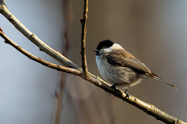 Sumpfmeise (Poecile palustris)