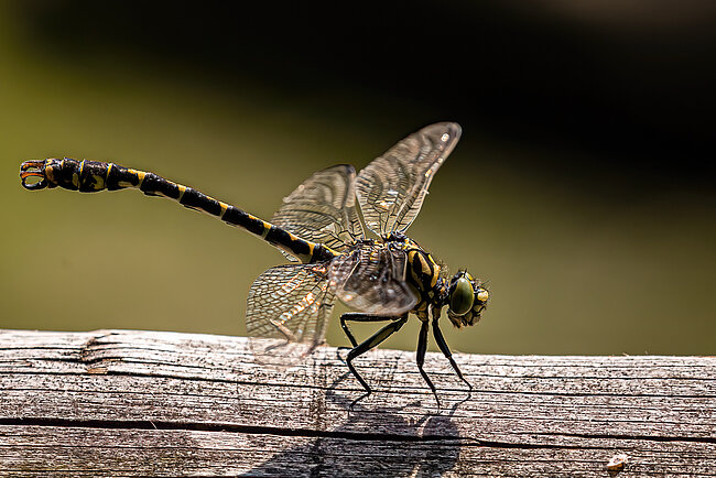 Kleine Zangenlibelle (Onychogomphus forcipatus)