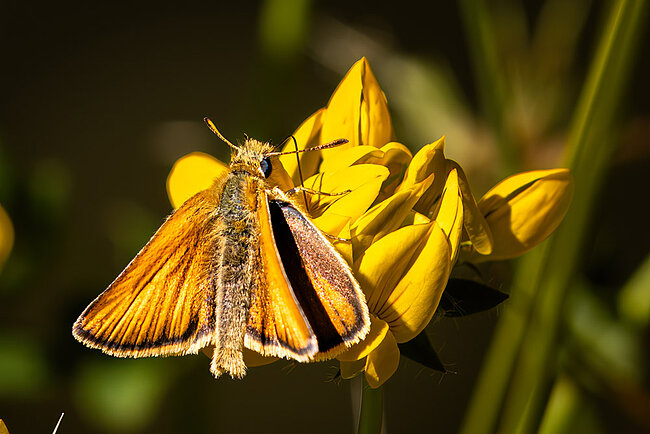 Schwarzkolbiger Braun-Dickkopffalter (Thymelicus lineola)
