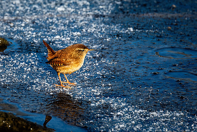 Zaunkönig (Troglodytes troglodytes)