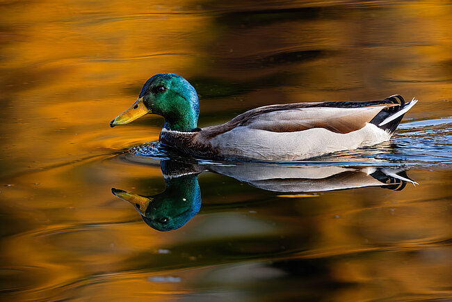 Stockente (Anas platyrhynchos)