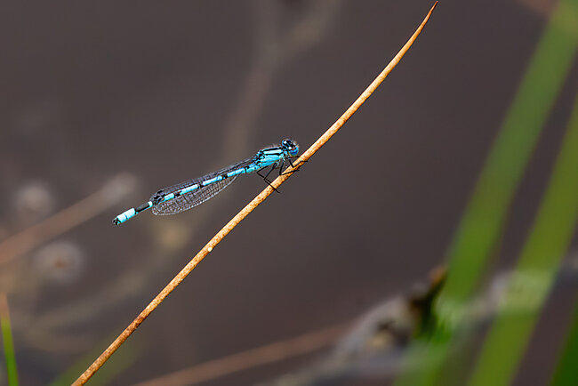 Gemeine Becherjungfer (Enallagma cyathigerum)