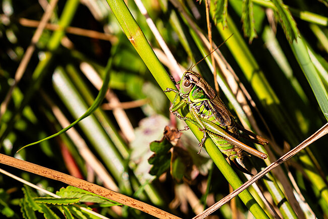 Roesels Beißschrecke (Metrioptera roeselii)