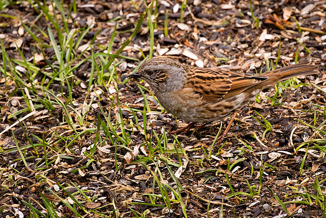 Heckenbraunelle (Prunella modularis)