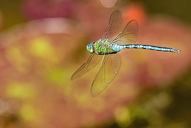 Große Königslibelle (Anax imperator)